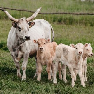 Szilvánusz Vendégház Ökopark Bükkösd (4)