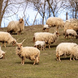 Hársfa Vendégház Ökopark Bükkösd (5)