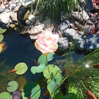 Léda Apartman Keszthely (5)