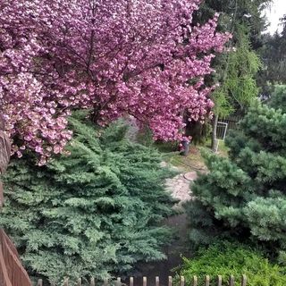 Cola Panzió Szentendre (3)