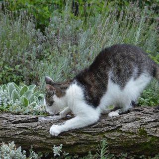 Rózsa Apartman Szilvásvárad (4)