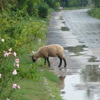 Sajkodi Nyaraló Tihany (5)