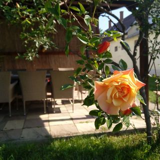 Berta Panzió Hajdúszoboszló (5)