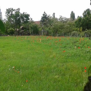 Gyümölcsöskert Vendégház Köveskál (5)