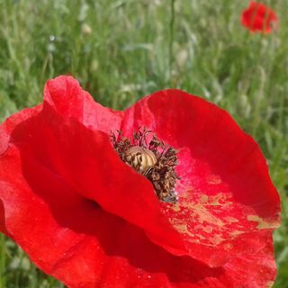 Gyümölcsöskert Vendégház Köveskál (3)