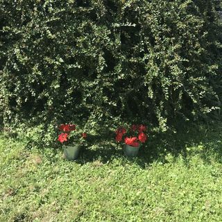 Marica Apartman Keszthely (4)