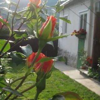 Pensiunea Botár Klára Rimetea (2)