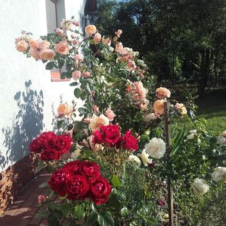 Ginavilla Keszthely (5)