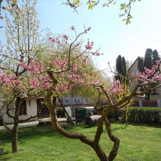 Czékó Vendégház Villány (2)