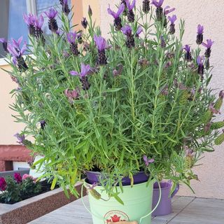 Töreki Vendégház Balatonalmádi (5)