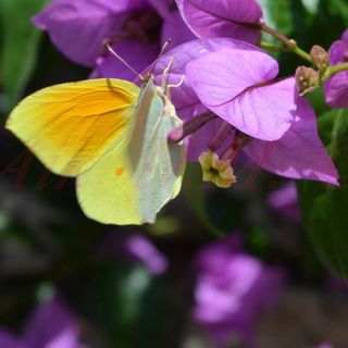 Apartmani Vrkljan Pula (2)