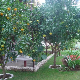 Apartman Mia Trogir (4)