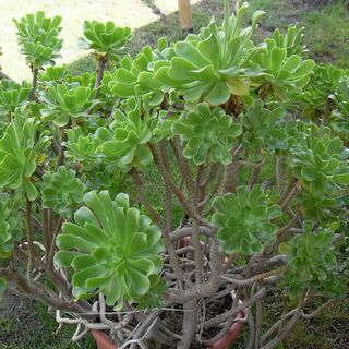 Mokka Vendégház ** Ebes (3)