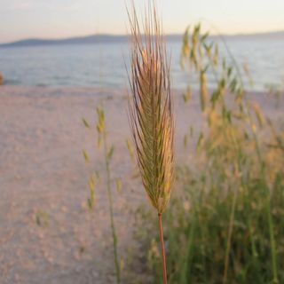 Apartman Laura Bibinje (4)