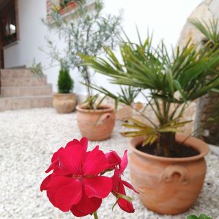 Carolina Vendégház Izmény (5)