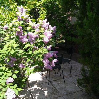 Vadszőlő Apartman Paloznak (4)