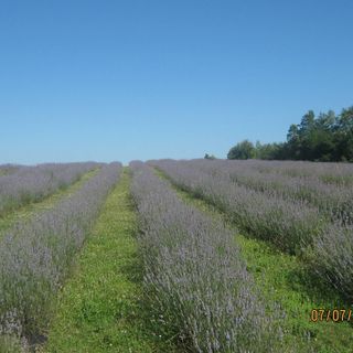 Apartmani Lavanda Rakovica (3)