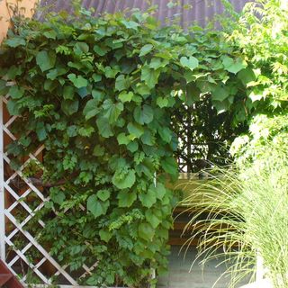 Zöldkert Vendégház Tamási (4)