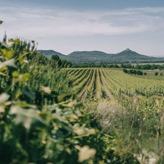 Szászi Birtok Hegymagas (5)