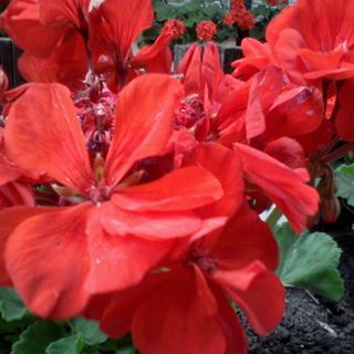 Rezeda Ház Velence (4)