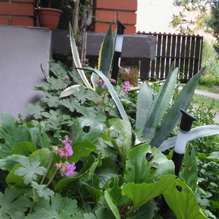 Agave Apartman Velence (2)