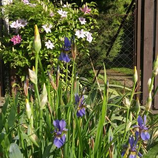 Agave Apartman Velence (4)