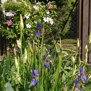 Agave Apartman Velence (4)