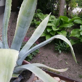 Agave Apartman Velence (5)