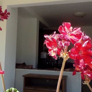 Apartman Merini Loborika (4)