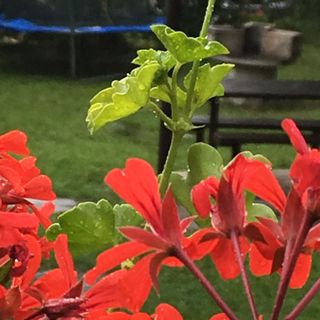 Aprócska Faház Bükkszék (3)