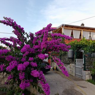 Apartment Dubravka Povljana (4)