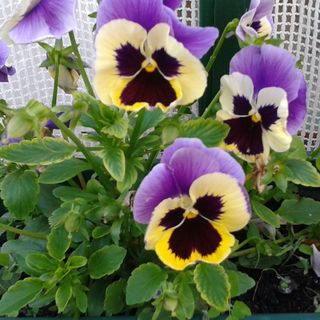 Duna-Lak Vendégház Apostag (3)