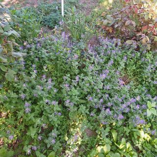 Magdolna Vendégház Écs (4)