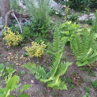 Magdolna Vendégház Écs (5)