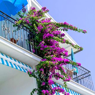 Apartments Jure Okrug Gornji (4)