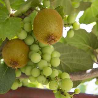 House Klaudio Rovinj (4)