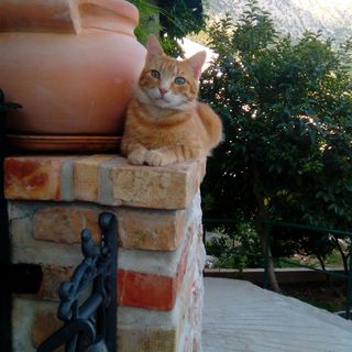 Apartments Peric Igrane (4)