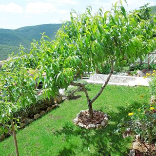 Apartments Elide Rabac (2)