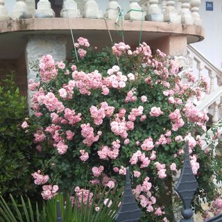 Apartments Nediljka Grebastica (4)