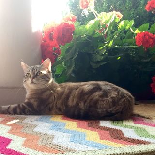 Balaton Felvidéki Fehér Porta Pécsely (4)