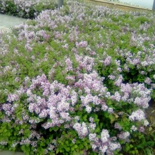 AdiKatiLak Bükfürdő (4)