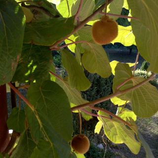 Kiwi Apartman Eger (3)