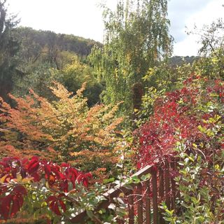 Kilátó Vendégház Nagymaros (4)