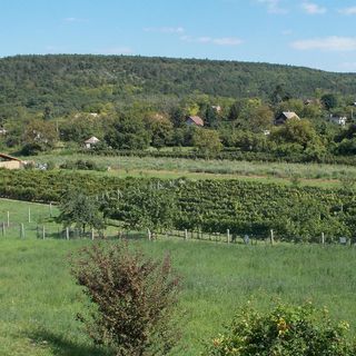 Vadvirág Vendégház Dunaalmás (3)