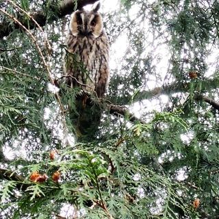 Lemberg Panzió Hajdúszoboszló (2)