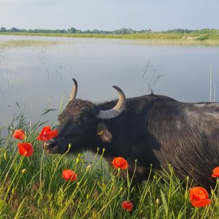 Akácvirág Apartman Mórahalom (5)