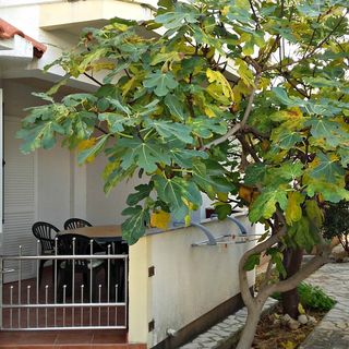 Apartment ĐURĐA Novalja (2)