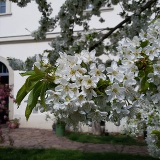 Evangélikus Szállás és Táborhely Kővágóörs (3)