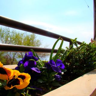 Apartments Anka 50m from the beach Duce (4)