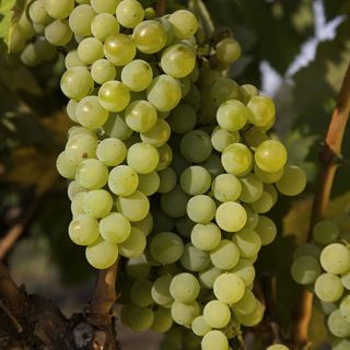 Zafír Apartman Eger (3)